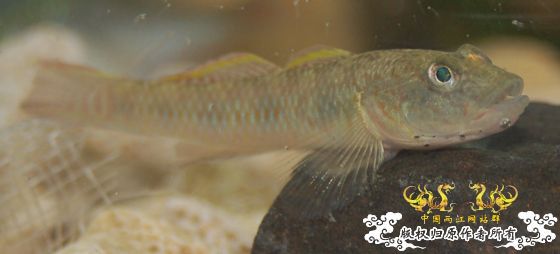 一个2.5升的可乐瓶=53条鱼