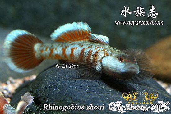 周氏吻虾虎鱼 Rhinogobius zhoui sp. nov.
