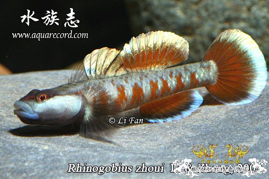 周氏吻虾虎鱼 Rhinogobius zhoui sp. nov.