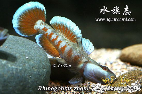 周氏吻虾虎鱼 Rhinogobius zhoui sp. nov.