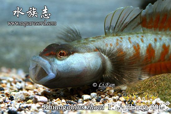 周氏吻虾虎鱼 Rhinogobius zhoui sp. nov.