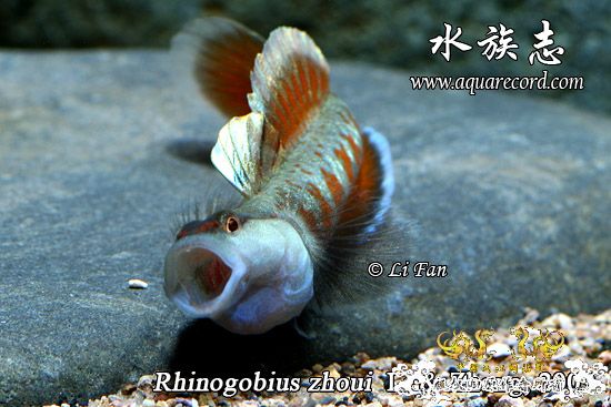 周氏吻虾虎鱼 Rhinogobius zhoui sp. nov.