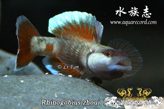 周氏吻虾虎鱼 Rhinogobius zhoui sp. nov.