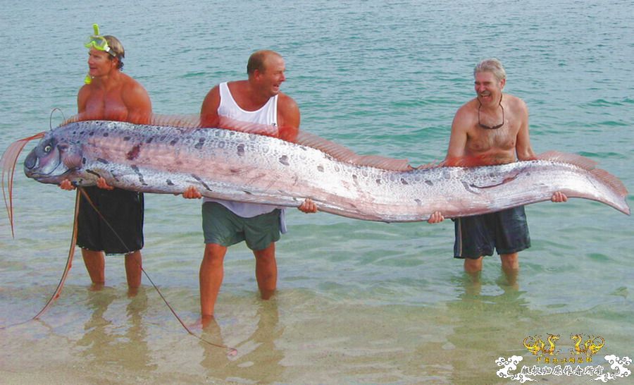 [转帖]渔民捕「龙宮使者」无人敢买来吃