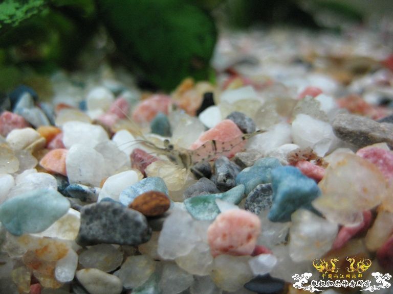 [求助]什么虾？？？？？？？？？？