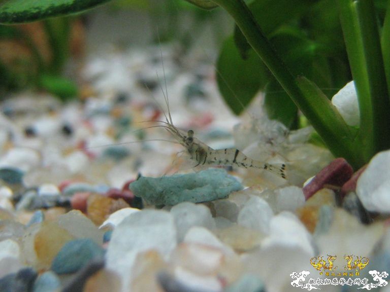 [求助]什么虾？？？？？？？？？？