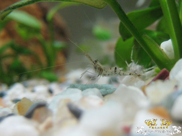 [求助]什么虾？？？？？？？？？？