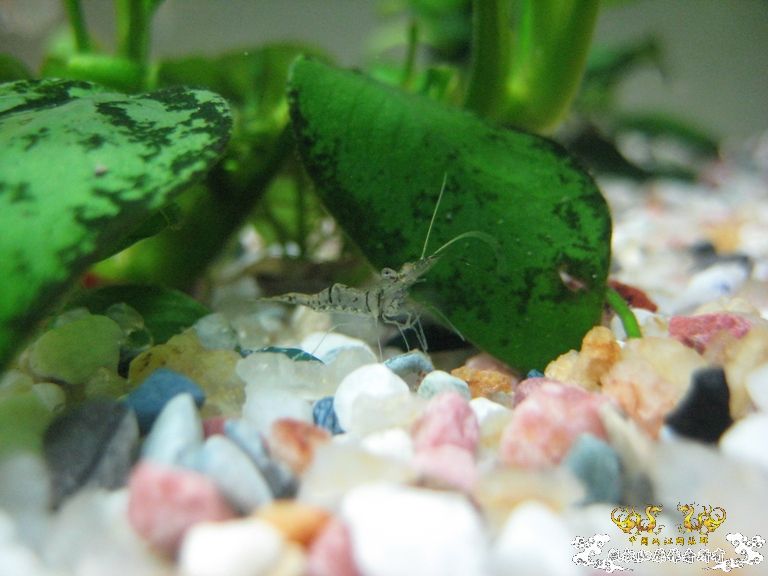 [求助]什么虾？？？？？？？？？？