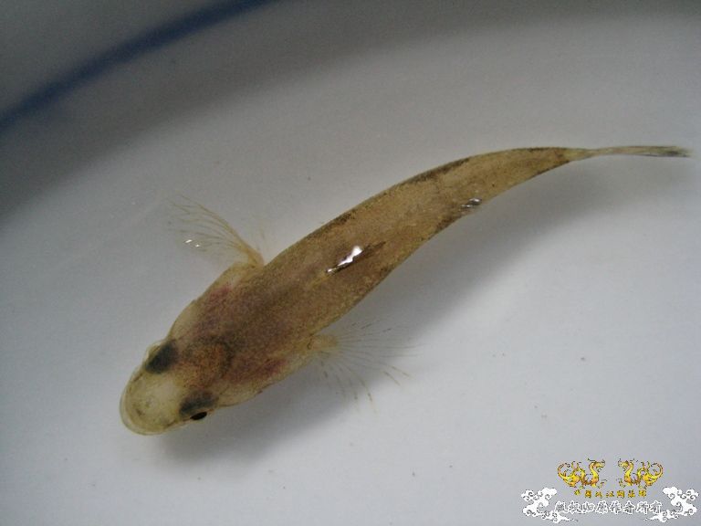 [灌水]什么鱼？？？？