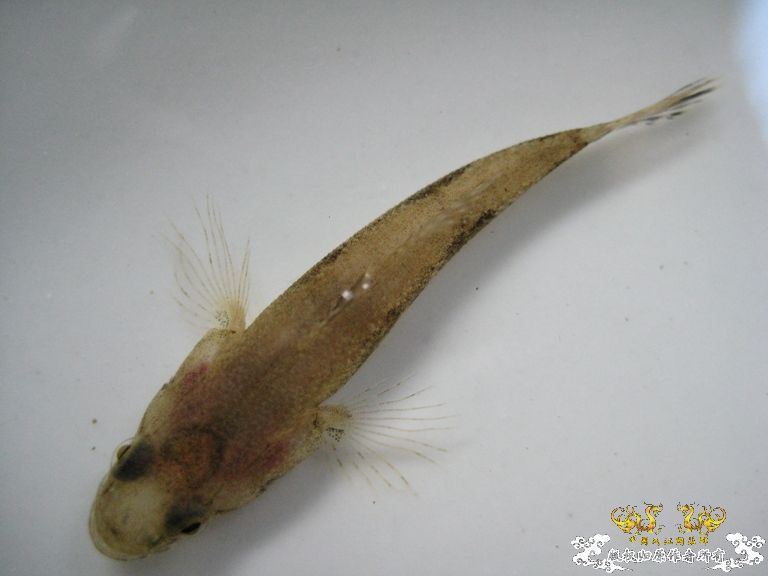 [灌水]什么鱼？？？？