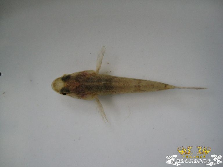 [灌水]什么鱼？？？？