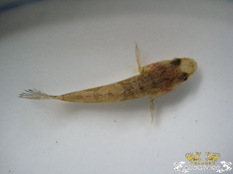 [灌水]什么鱼？？？？