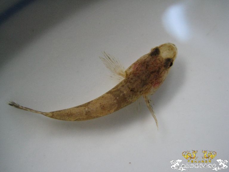 [灌水]什么鱼？？？？