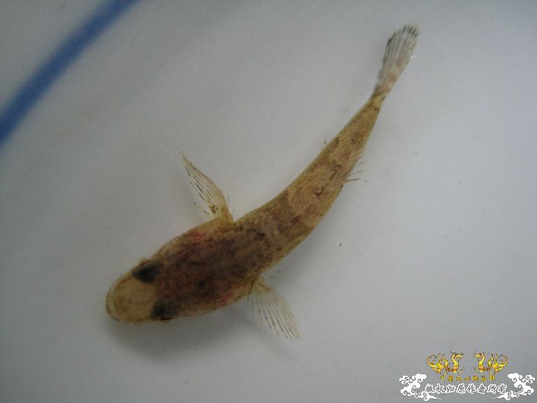 [灌水]什么鱼？？？？