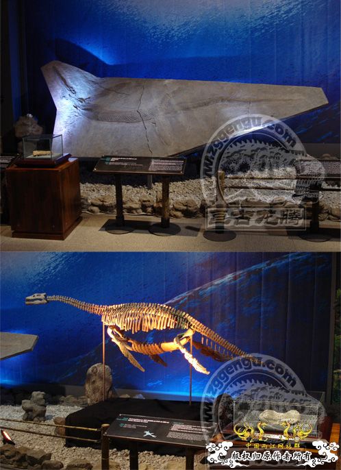 [原创]几个已经灭绝的原生动物