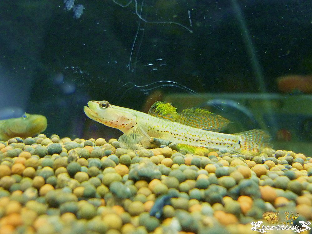 两种吻虾虎和枝桠虾虎