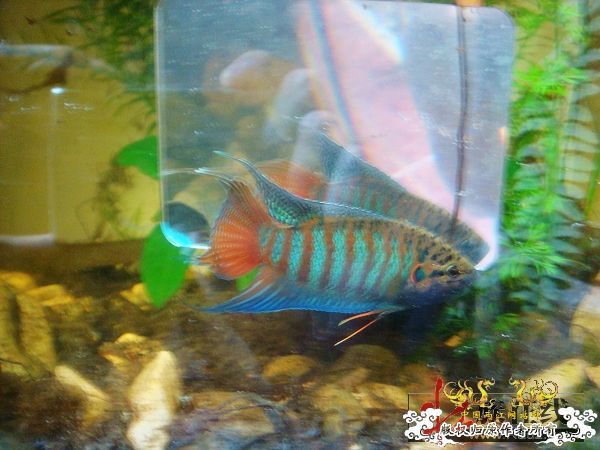 色彩的盛宴-壮家叉系列之壮家靖西叉“飞天”6月18日表现