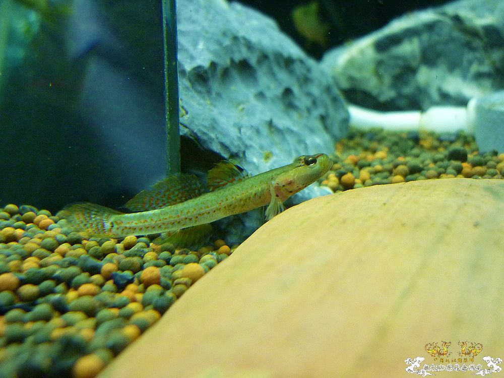 两种吻虾虎和枝桠虾虎