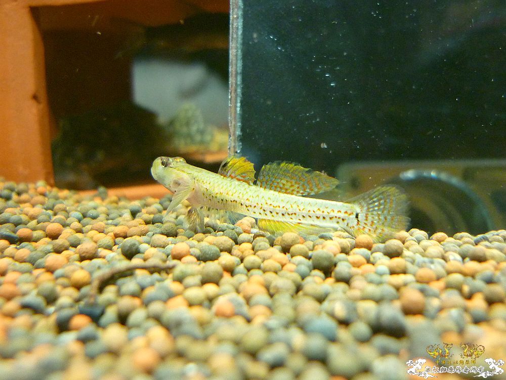 两种吻虾虎和枝桠虾虎