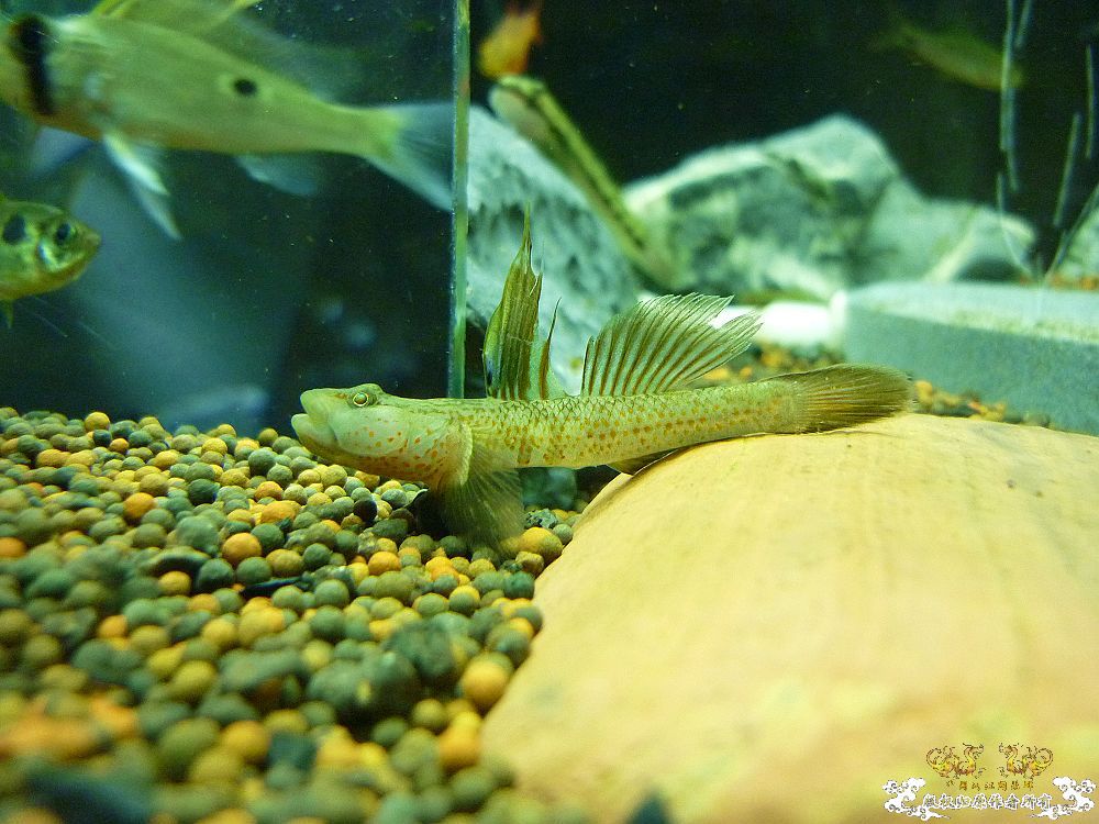 两种吻虾虎和枝桠虾虎