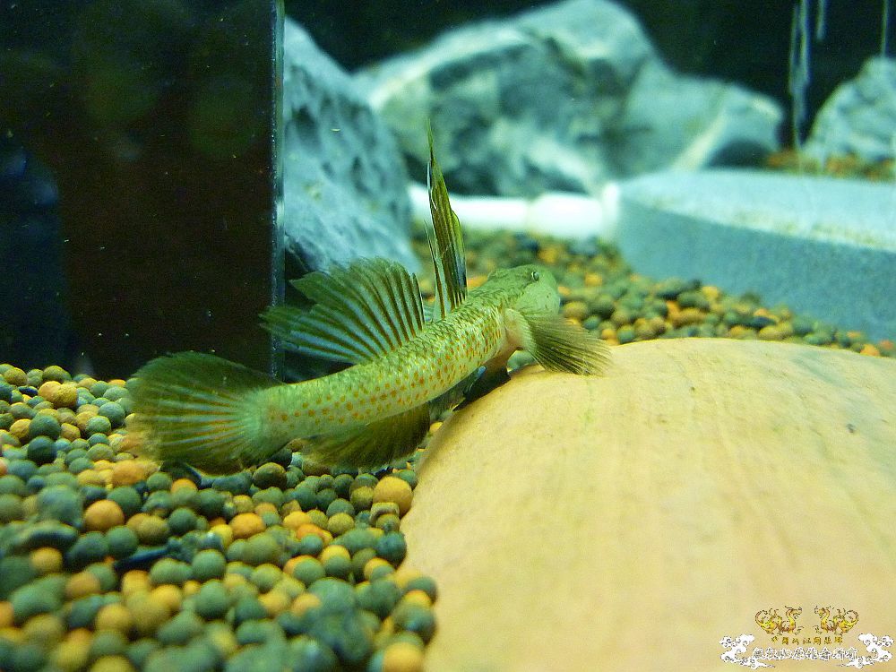 两种吻虾虎和枝桠虾虎