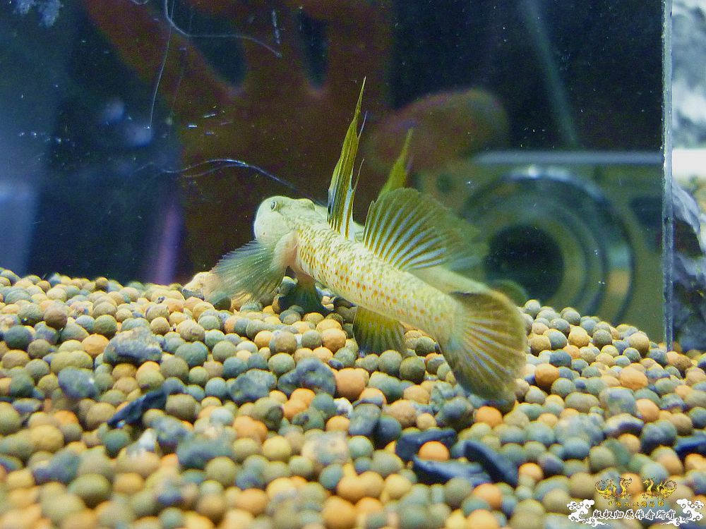 两种吻虾虎和枝桠虾虎