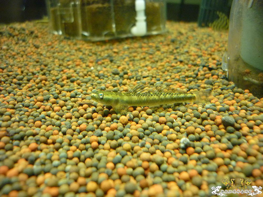 两种吻虾虎和枝桠虾虎