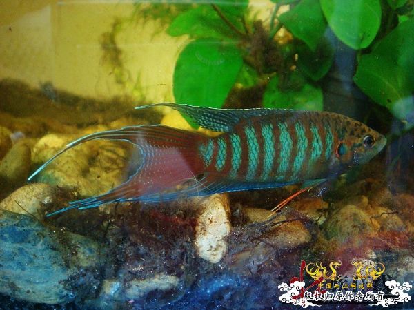 色彩的盛宴-壮家叉系列之壮家靖西叉“飞天”6月18日表现