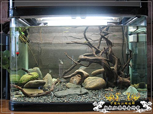 [原创]【枯木乱石缸】