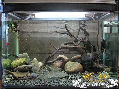 [原创]【枯木乱石缸】