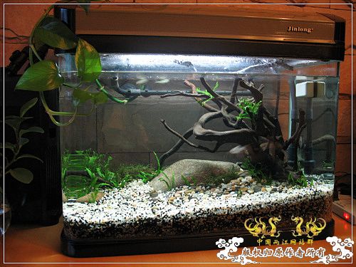 [原创]【枯木乱石缸】