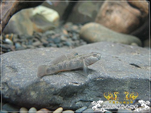 [原创]【枯木乱石缸】