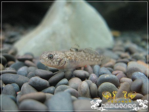 [原创]【枯木乱石缸】