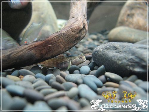 [原创]【枯木乱石缸】