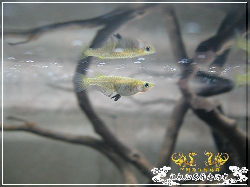 [原创]【枯木乱石缸】