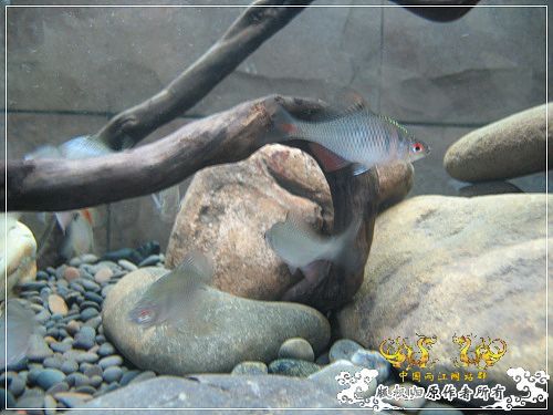 [原创]【枯木乱石缸】