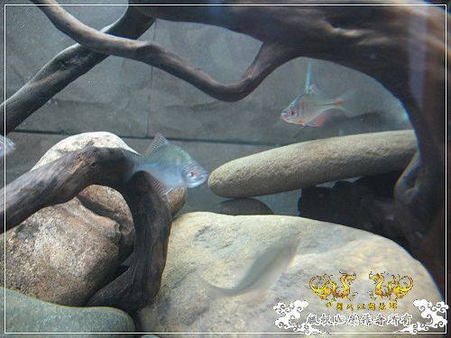 [原创]【枯木乱石缸】