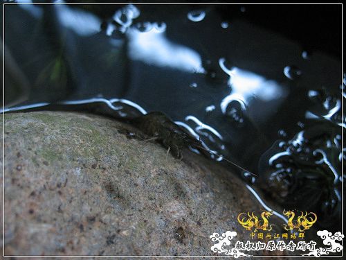 [原创]【枯木乱石缸】