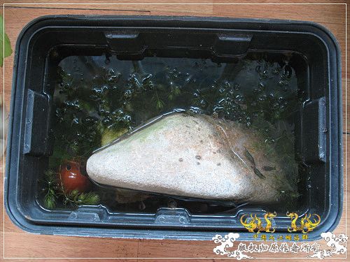 [原创]【枯木乱石缸】