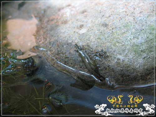 [原创]【枯木乱石缸】