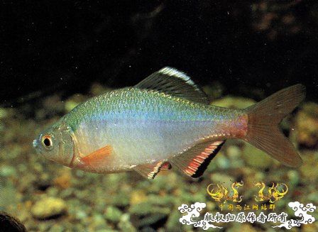 [转帖]日本大田原连续6年未发现东京鱊鱼