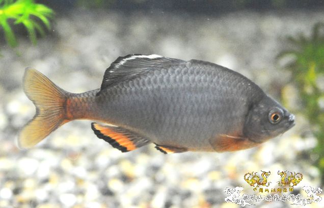 [转帖]日本大田原连续6年未发现东京鱊鱼