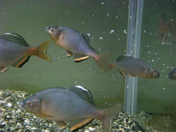 [转帖]日本大田原连续6年未发现东京鱊鱼