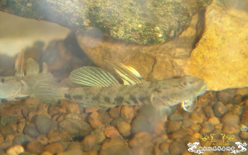 两种吻虾虎和枝桠虾虎