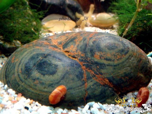 [原创]某石，求名！