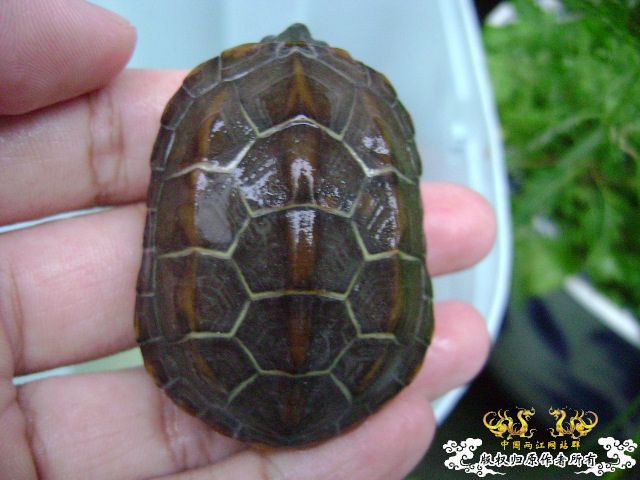 我的龟