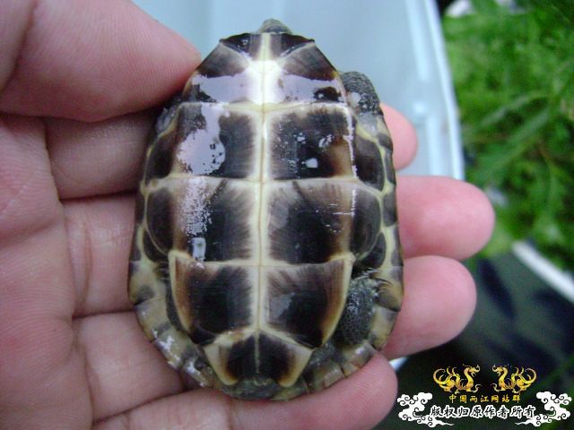 我的龟