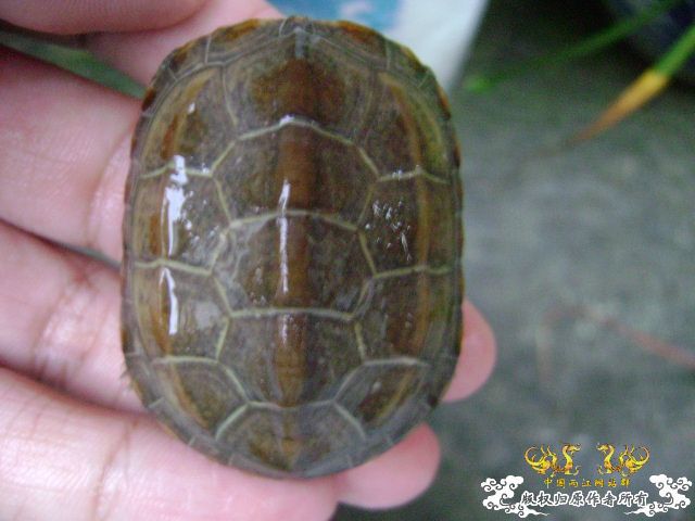 我的龟