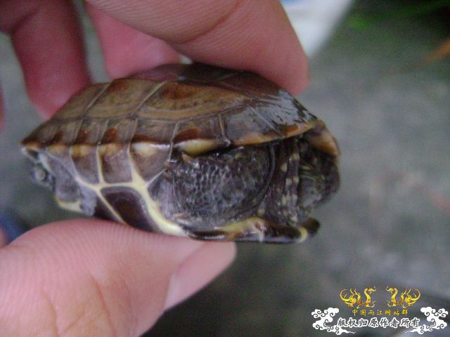我的龟