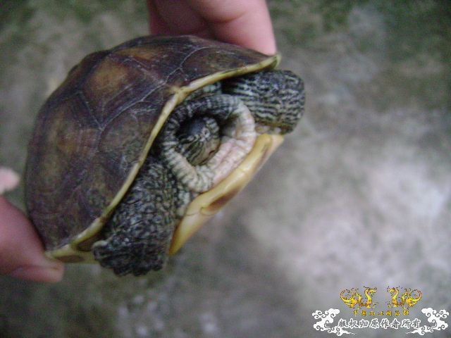 我的龟